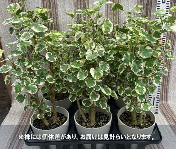 ポリシャス：マルギナータ　斑入り　6号鉢植え