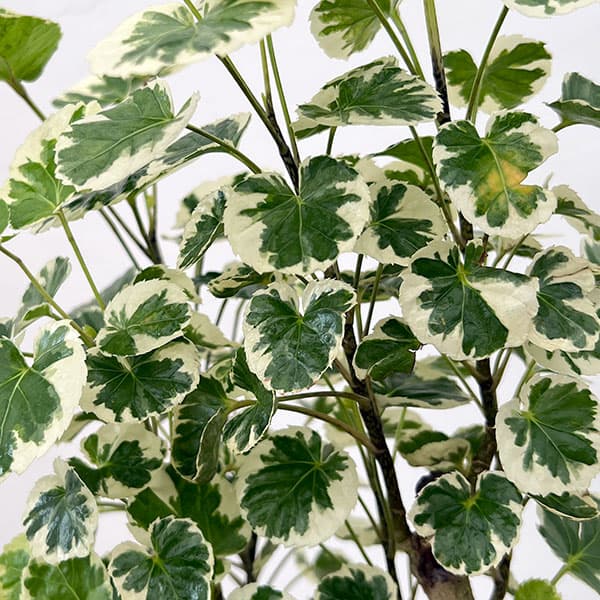 ポリシャス:マルギナータ 斑入り 6号鉢植え