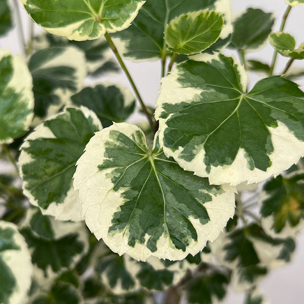 ポリシャス:マルギナータ 斑入り 6号鉢植え