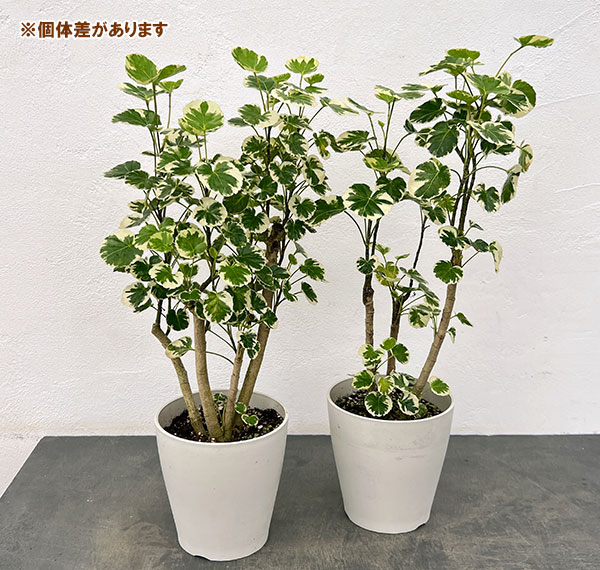 ポリシャス:マルギナータ 斑入り 6号鉢植え
