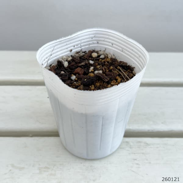 ドイツスズラン：ドリーン（大輪）1芽入り3-3.5号ポット