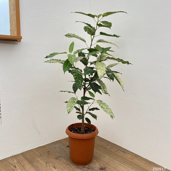 フィカス:スノーストーム 8号鉢植え