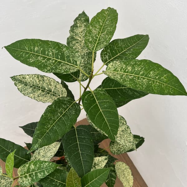 フィカス:スノーストーム 8号鉢植え