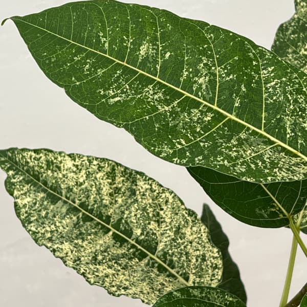 フィカス:スノーストーム 8号鉢植え