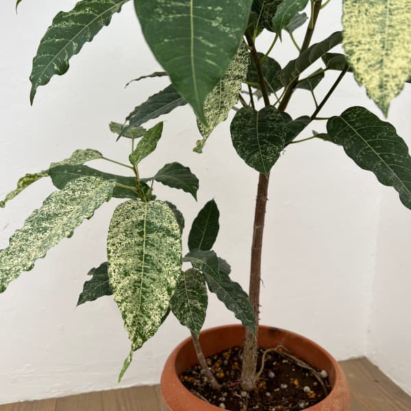 フィカス:スノーストーム 8号鉢植え