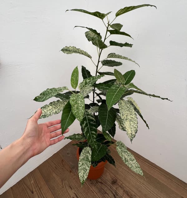 フィカス:スノーストーム 8号鉢植え