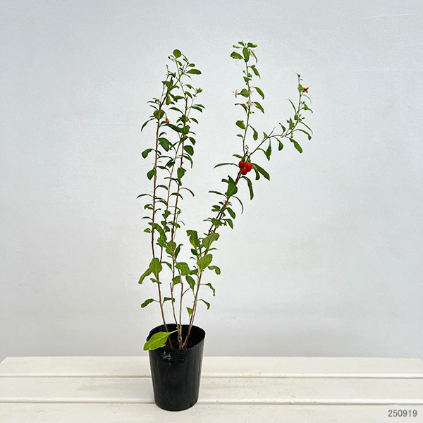 クコ(枸杞):千成(センナリクコ)3.5号ポット