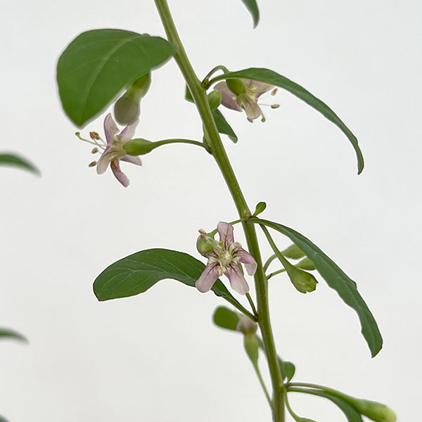 クコ(枸杞):千成(センナリクコ)3.5号ポット