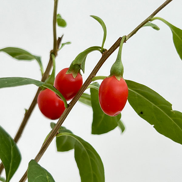 クコ(枸杞):千成(センナリクコ)3.5号ポット