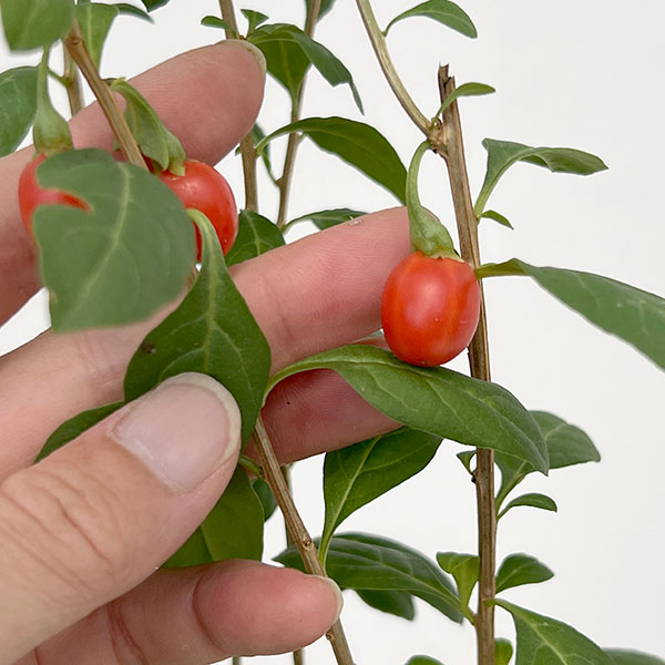 クコ(枸杞):千成(センナリクコ)3.5号ポット