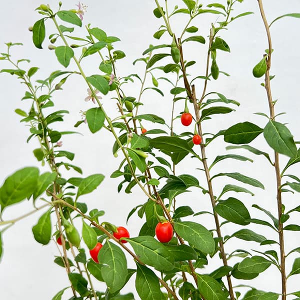 クコ(枸杞):千成(センナリクコ)3.5号ポット