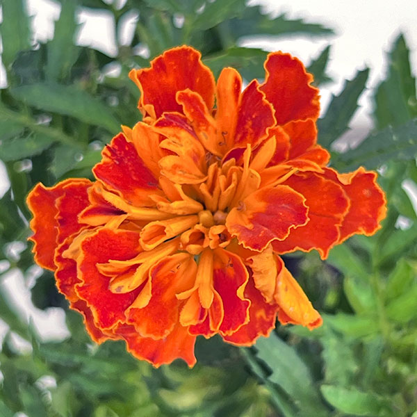 マリーゴールド:ボナンザハーモニー3-3.5号ポット