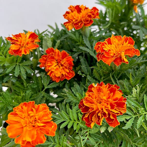 マリーゴールド:ボナンザハーモニー3-3.5号ポット