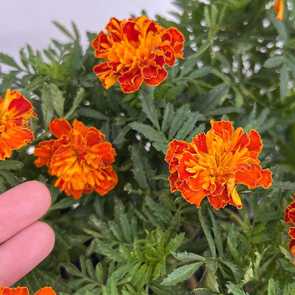 マリーゴールド:ボナンザハーモニー3-3.5号ポット