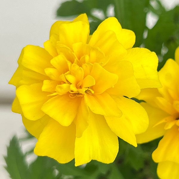 園芸ネット本店｜マリーゴールド：マーチ イエロー3-3.5号ポット の