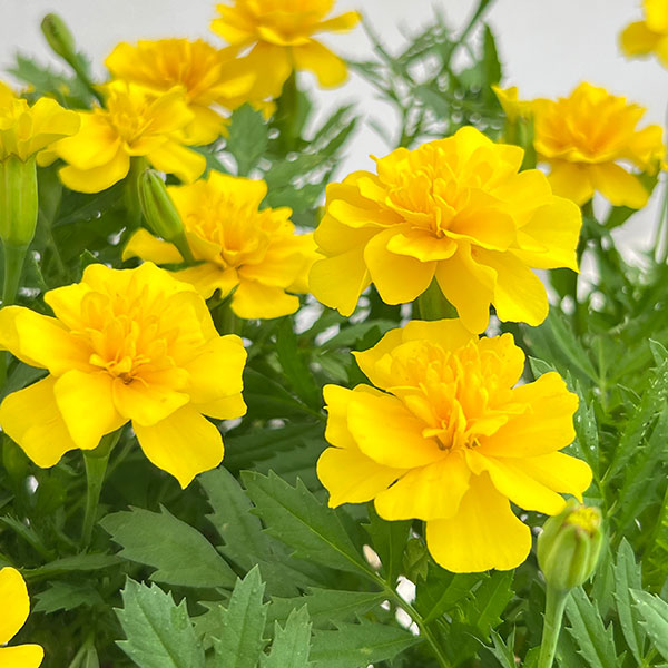 園芸ネット本店｜マリーゴールド：マーチ イエロー3-3.5号ポット の