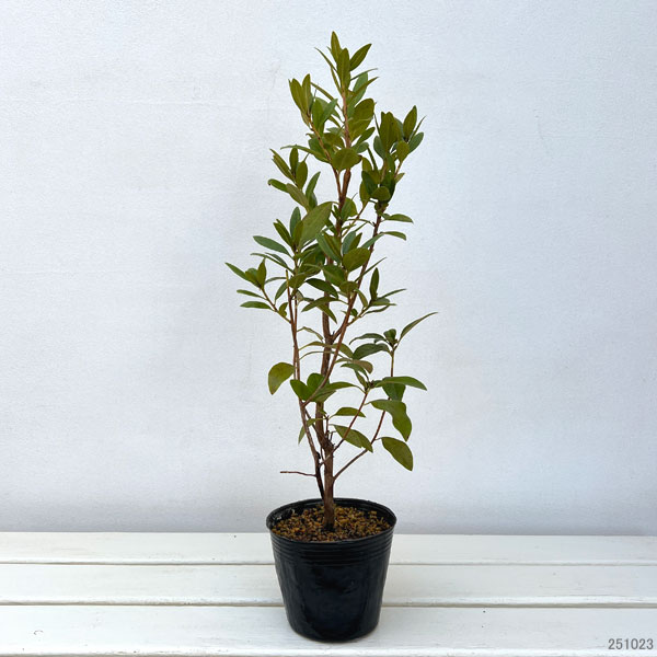 ツツジ：ウェストンズピンクダイヤモンド4号ポット