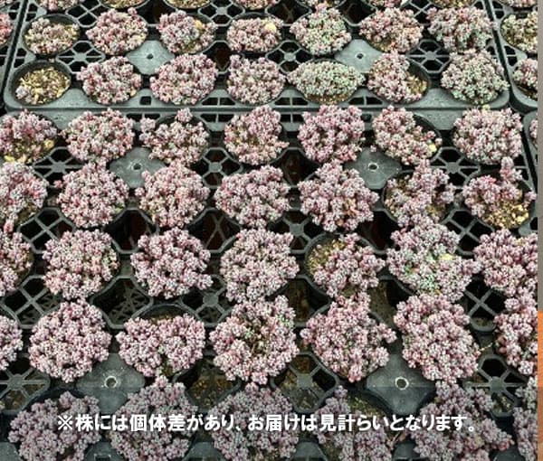 セダム：パープルヘイズ（ヴィンテージストロベリー系カラー）　2.5号ポット