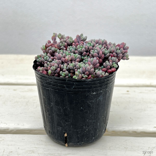 即購入可！もりもりパープルヘイズ 2号ポット内全て 10ポット 即購入可