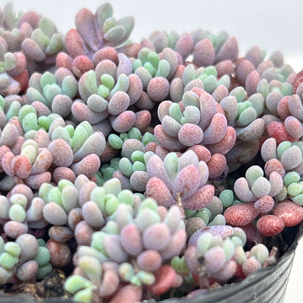 園芸ネット本店｜セダム：パープルヘイズ（ヴィンテージカラー） 2.5号