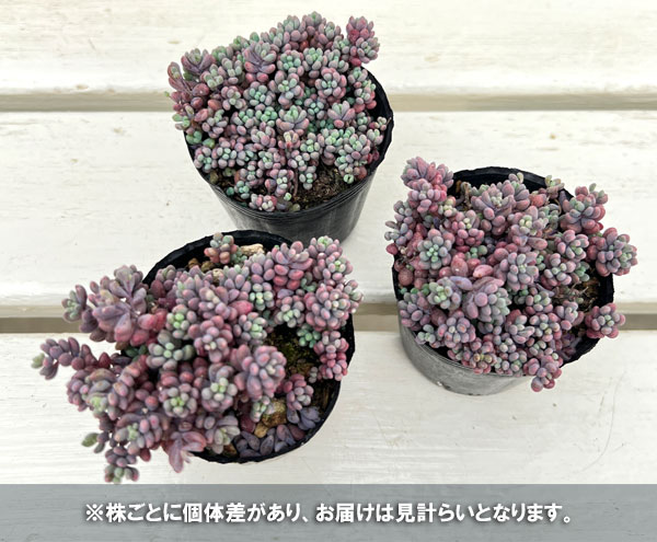 園芸ネット本店｜セダム：パープルヘイズ（ヴィンテージカラー） 2.5号