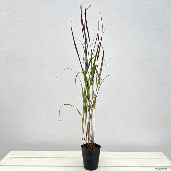 パニカム：シェナンドア3号ポット