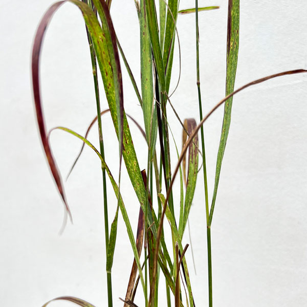 パニカム：シェナンドア3号ポット