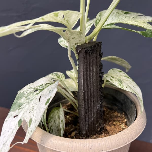 エピプレムヌム:ピナツム マーブル セレクト 4号鉢入り