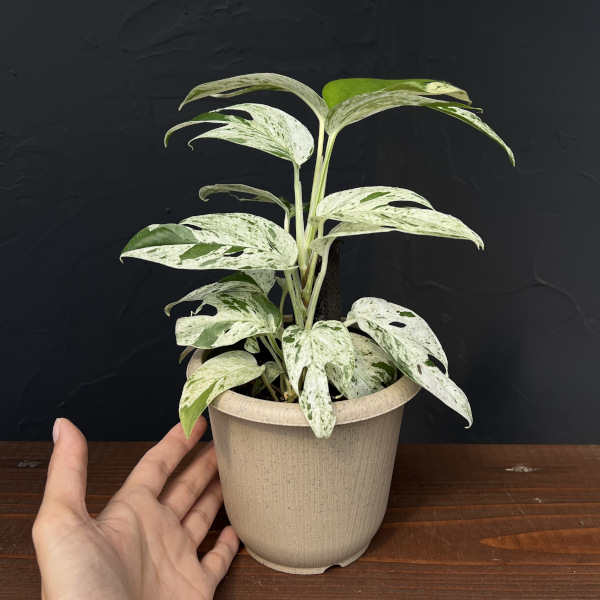 エピプレムヌム:ピナツム マーブル セレクト 4号鉢入り