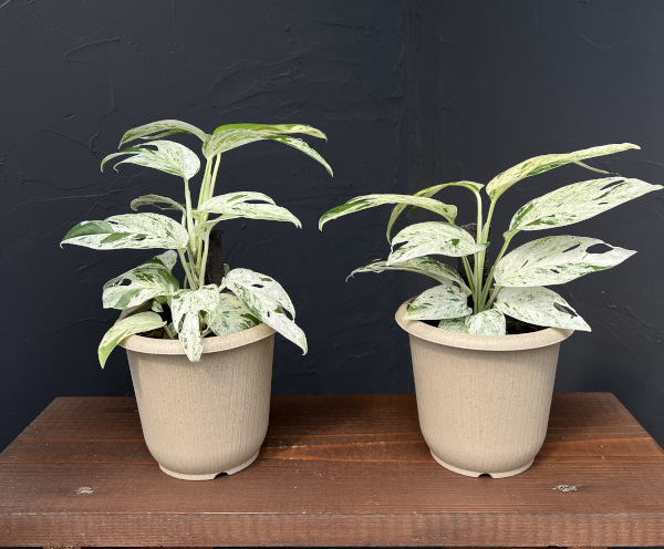 エピプレムヌム:ピナツム マーブル セレクト 4号鉢入り