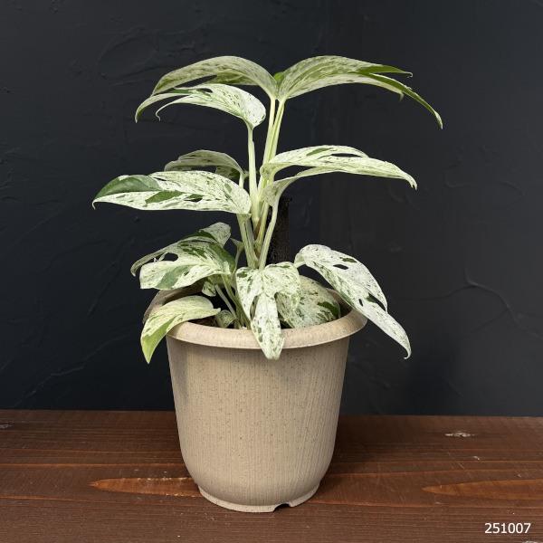 エピプレムヌム:ピナツム マーブル セレクト 4号鉢入り