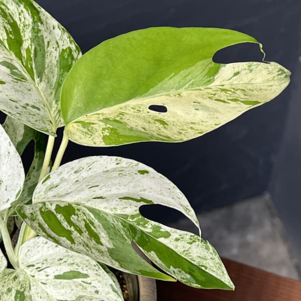 エピプレムヌム:ピナツム マーブル セレクト 4号鉢入り