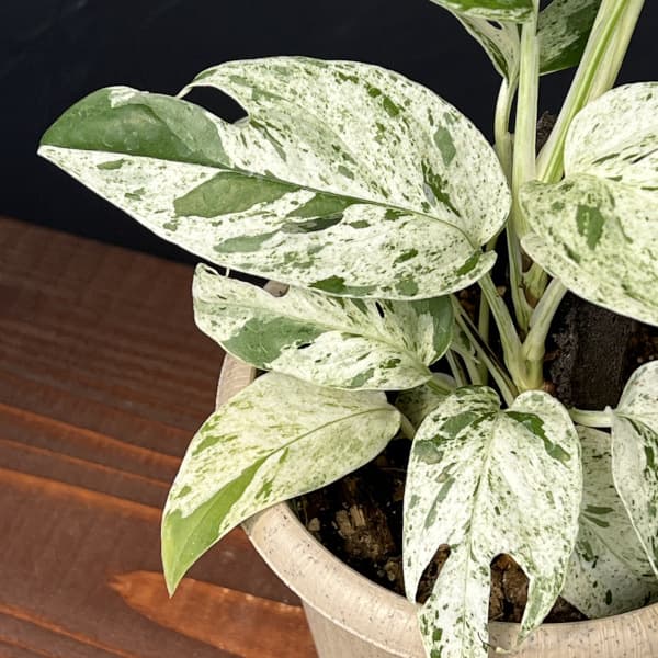 エピプレムヌム:ピナツム マーブル セレクト 4号鉢入り