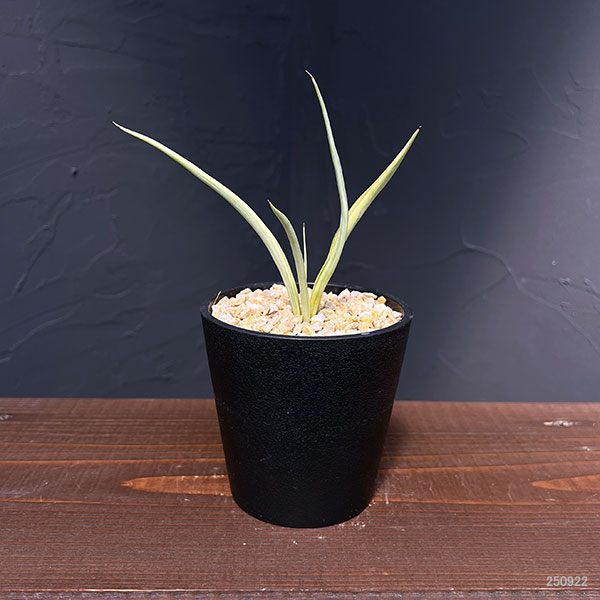 サンセベリア:ダンシングドラゴン 3.5号鉢植え
