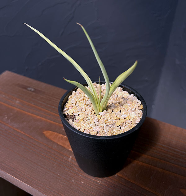 サンセベリア:ダンシングドラゴン 3.5号鉢植え