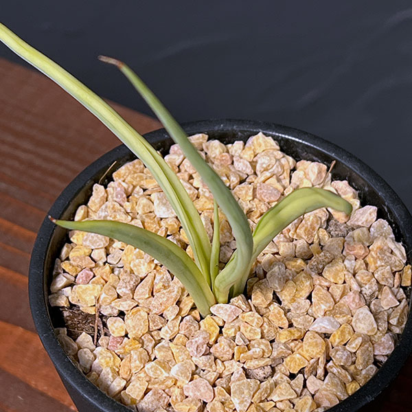 サンセベリア:ダンシングドラゴン 3.5号鉢植え