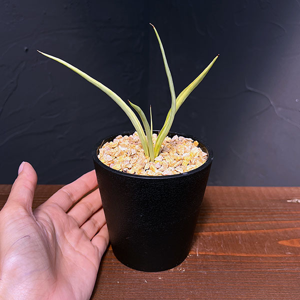 サンセベリア:ダンシングドラゴン 3.5号鉢植え