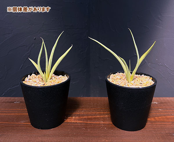 サンセベリア:ダンシングドラゴン 3.5号鉢植え