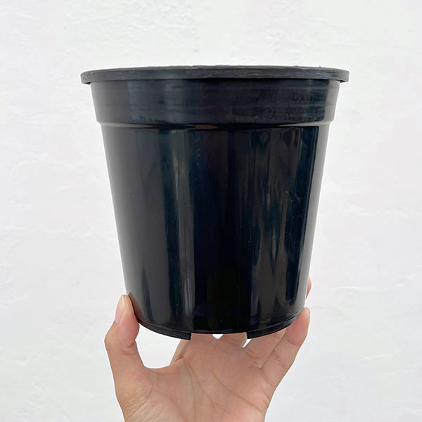 モスポール:モスポールと鉢のセット(長さ29cm)