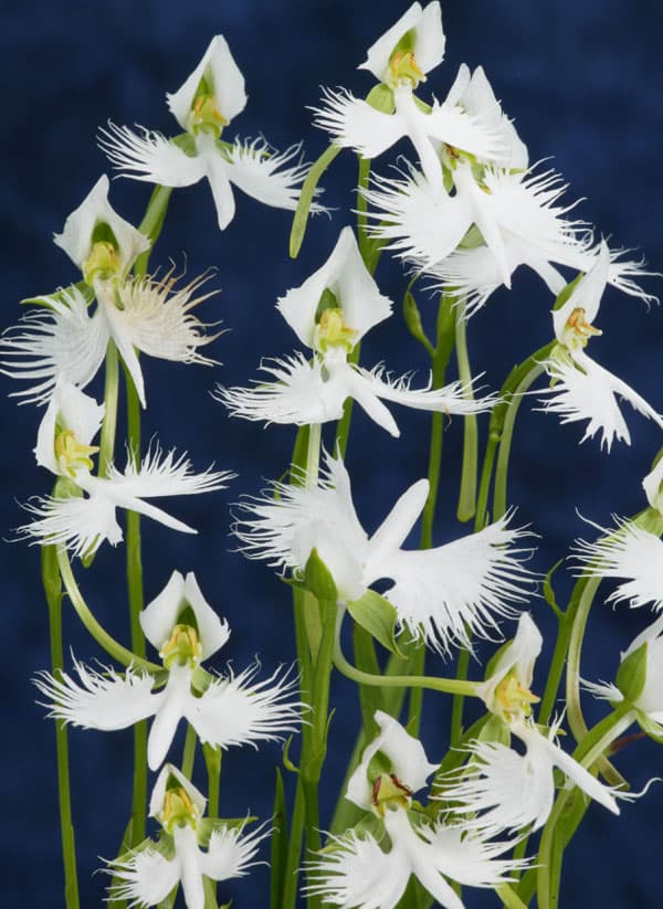 サギソウ(鷺草):青葉(3球植え)3号ポット