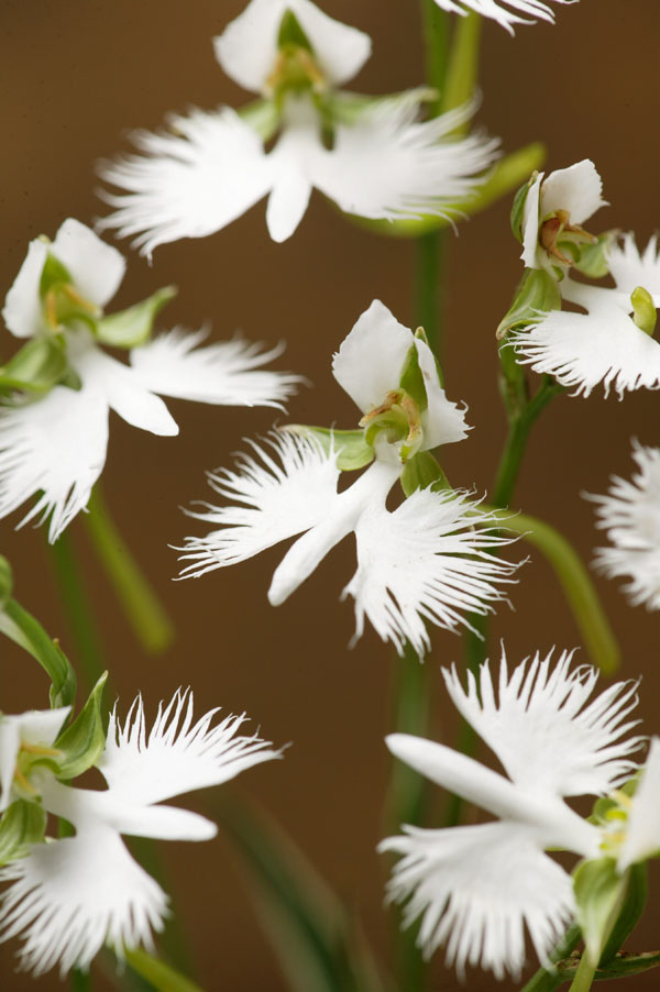 サギソウ(鷺草):青葉(3球植え)3号ポット