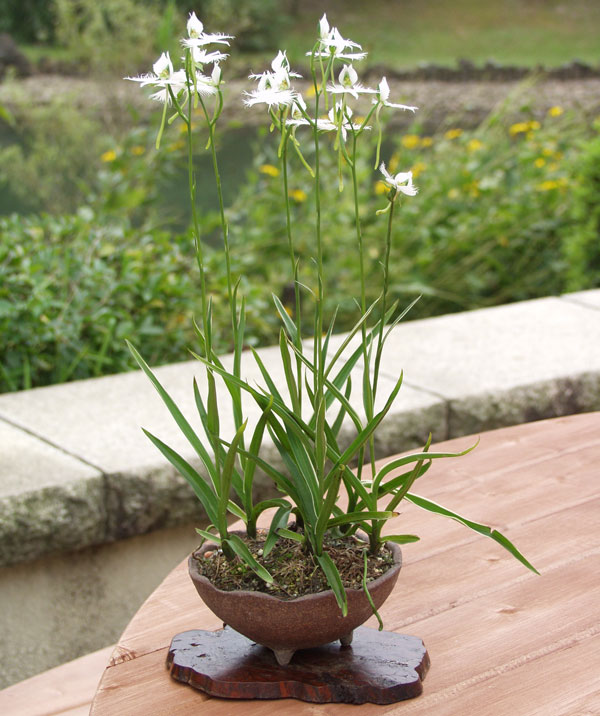 サギソウ(鷺草):青葉(3球植え)3号ポット