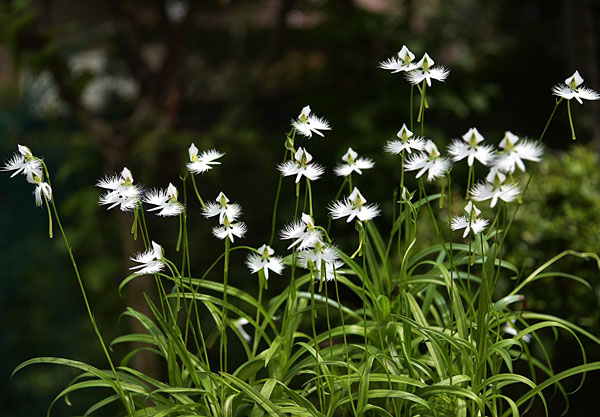 サギソウ(鷺草):青葉(3球植え)3号ポット