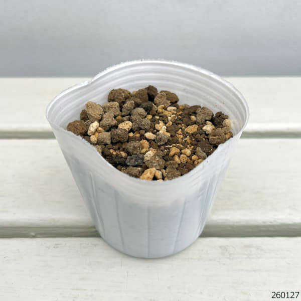 サギソウ（鷺草）：青葉（中球～大球選別3球植え）3号ポット