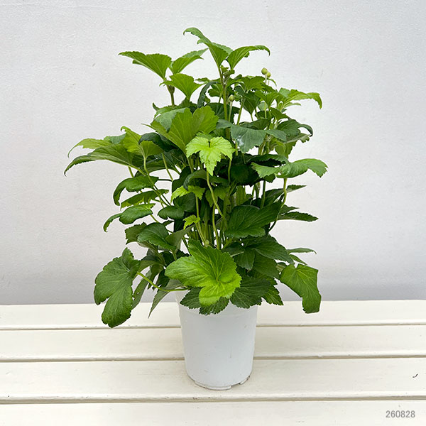 シュウメイギク(秋明菊):ホワイト一重 4号鉢植え