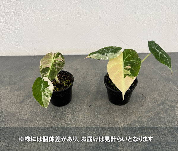 アロカシア：ブラックベルベット　ピンク斑入り　3号