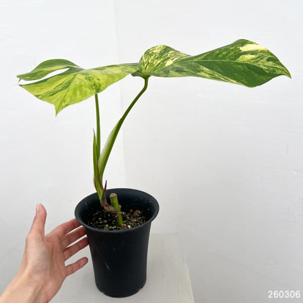 モンステラ：ボルシギアナ　オーレア（黄斑）　4号鉢植え