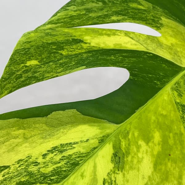 モンステラ：ボルシギアナ　オーレア（黄斑）　4号鉢植え