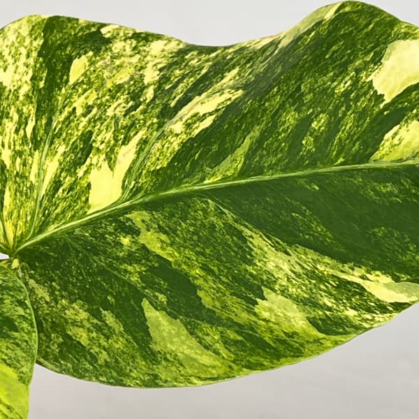 モンステラ：ボルシギアナ　オーレア（黄斑）　4号鉢植え