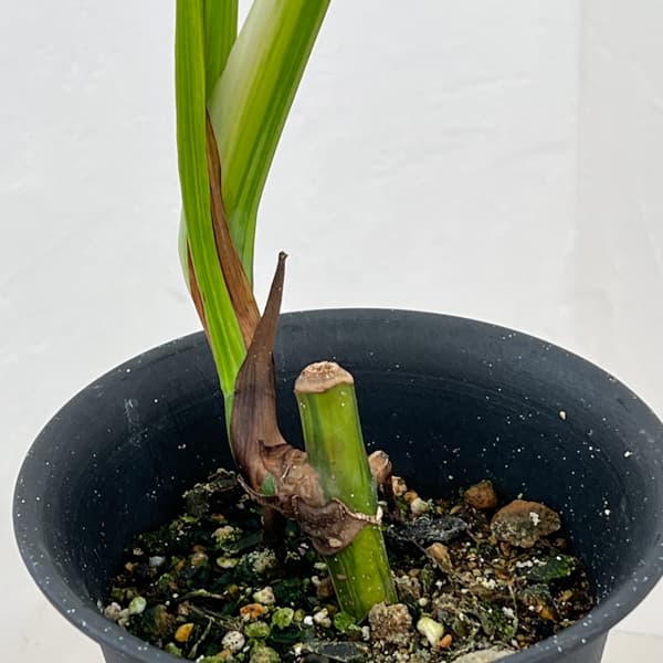 モンステラ：ボルシギアナ　オーレア（黄斑）　4号鉢植え